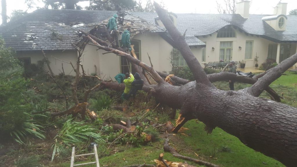 Peninsula Tree Fellers3