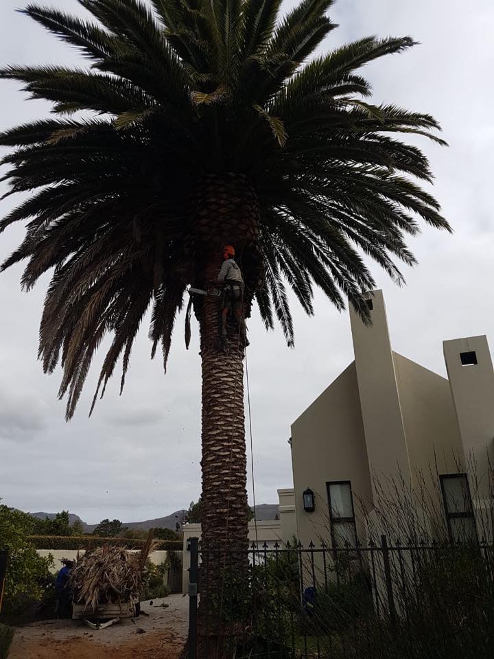 Peninsula Tree Fellers4
